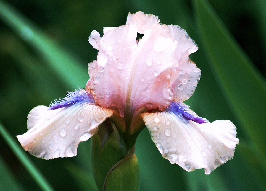 Essensen av Elegans: Irisen i parfymvärlden
